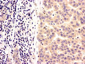 yl23455永利(集团)股份有限公司官网