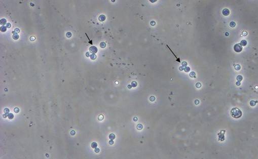 yl23455永利(集团)股份有限公司官网
