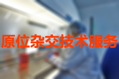 原位杂交手艺的分类有哪些？？？？？？