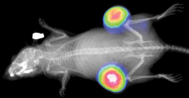 yl23455永利(集团)股份有限公司官网