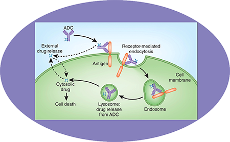 yl23455永利ADC临床前效劳之ADC作用机制