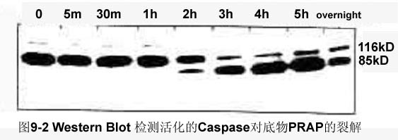 yl23455永利(集团)股份有限公司官网