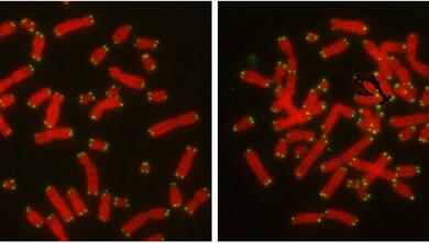 近期DNA修复领域重磅级效果一览