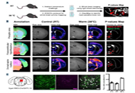 减肥药瞄准新靶点，，强效减肥药即未来袭？？