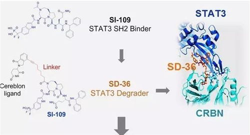 结构优化获得的SH2连系分子SI-109与CRBN连系，，获得SD-36