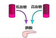 调理血糖稳态，，，GK负重前行