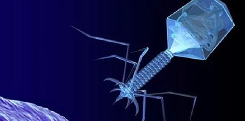 噬菌体疗法、溶瘤病毒，，以及构建细胞表达载体的病毒转染因子等都体现出病毒对人类善良温顺的一面