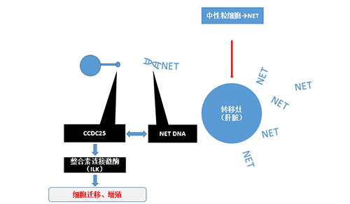 除了纯粹的捕获，，，，NET DNA与CCDC-25的连系还增强了癌细胞的侵袭行为，，，，增进了癌症的肝转移。。。。