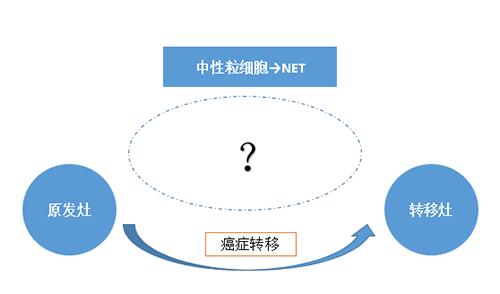 NET可能会通过某些方法“捕获”或“叫醒”癌细胞，，，，从而造成癌细胞的迁徙。。。。