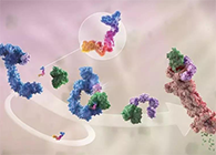 LYTAC出生，，，，与PROTAC并肩作战针对不可成药的靶点
