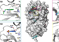 【Nature子刊】国际团队联协实力，，加速基于COVID-19结构的药物设计！