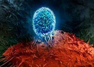 Nature：BATF3改善T细胞影象应答，，，，有望改善免疫疗法的疗效