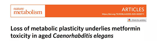 在线虫和人类原代细胞中，，，，，当在其寿命晚期提供二甲双胍时，，，，，二甲双胍会缩短命命，，，，，这与二甲双胍在年轻生物体中的起劲作用相反。。。。
