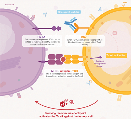 饿了吗？？？？饿一饿原来可以辅助PD-1抑制剂肿瘤免疫治疗 