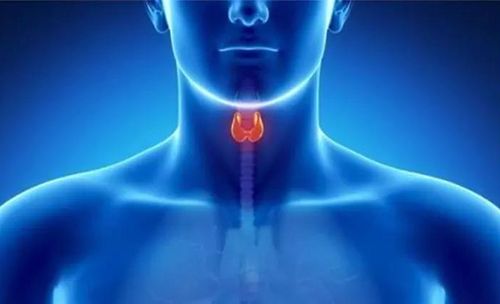 Science速递 | 揭开甲状腺的神秘面纱，，，，，开启代谢药物新征程