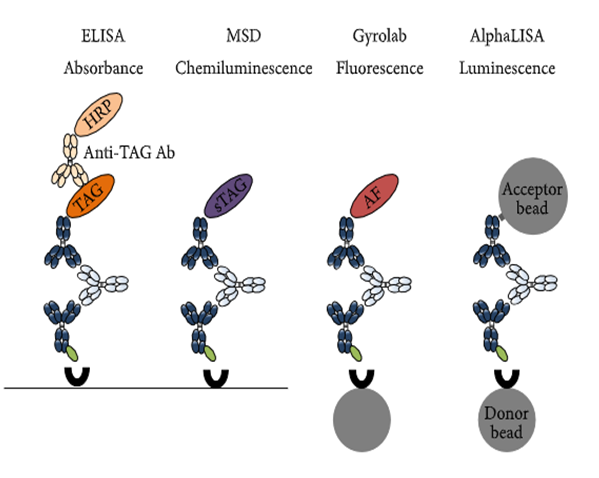 yl23455永利免疫原性研究四大平台
