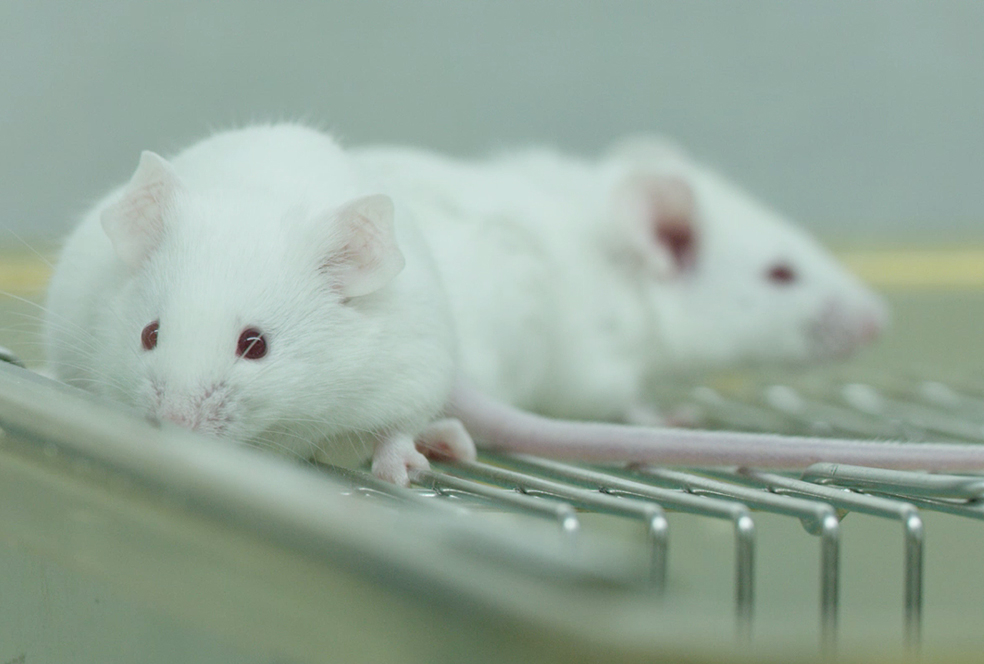 带你相识yl23455永利临床前研究效劳 