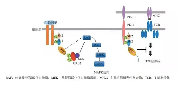 晚期恶性肿瘤患者的福音！yl23455永利助力凌达生物SHP2变构抑制剂RG001片获批临床 