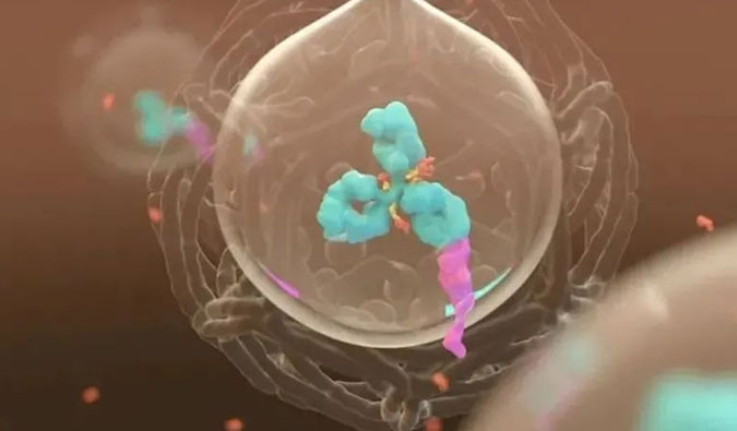 美研 | ADC，，，，为靶向给药而精准深耕