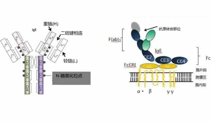 yl23455永利助力 | 济民可信lgE抗体药物JYB1904获批临床