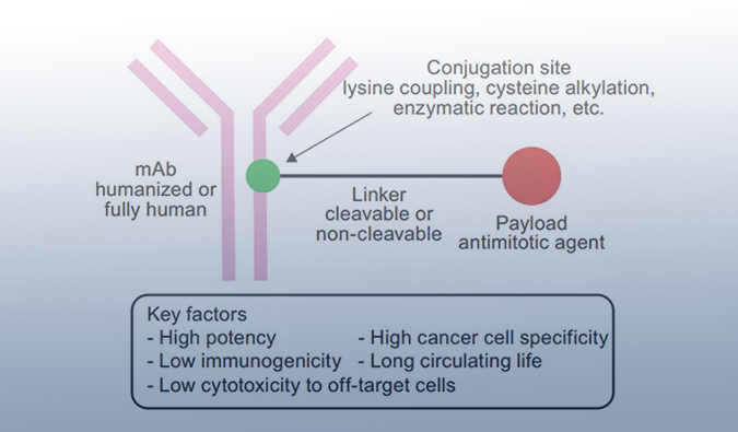ADC药物：迎接市场热潮，，攻破研发壁垒