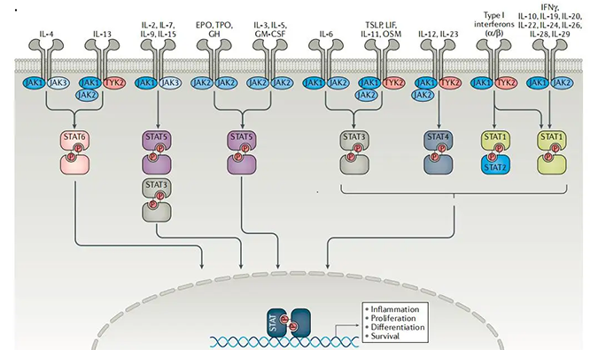 精准建模，，，掌握解开自身免疫性疾病治疗研究的钥匙