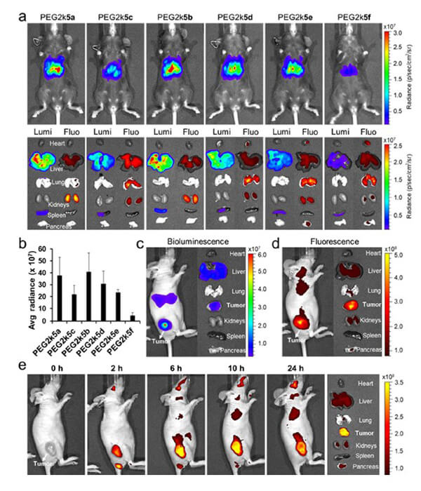 递送和NIR影像，，Luc mRNA; Ⅳ and intra-tumoral.jpg