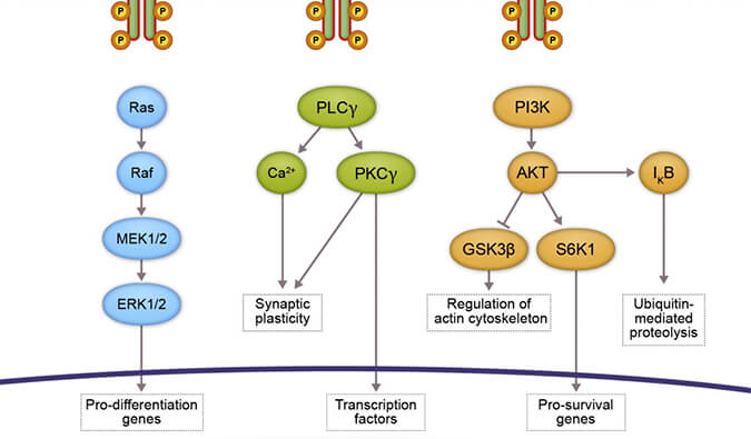 yl23455永利助力 | 睿跃生物1类新药 TRK降解剂CG001419获批临床