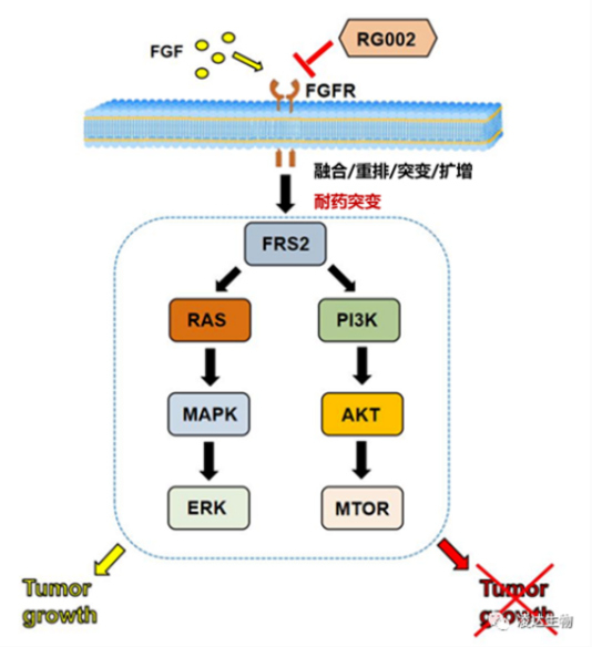 yl23455永利助力 丨 凌达生物泛FGFR1-4 不可逆抑制剂RG002片获批临床