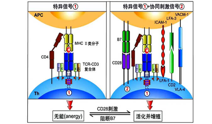 海内首个CD19×CD3×CD28三特异性抗体获FDA默示允许.jpg