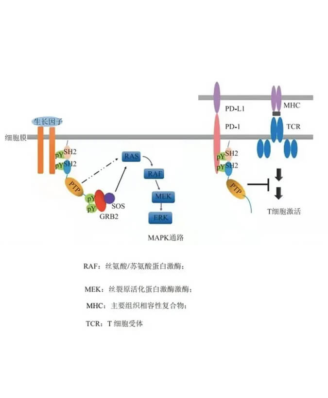 yl23455永利助力凌达生物SHP2变构抑制剂RG001片获批临床.jpg