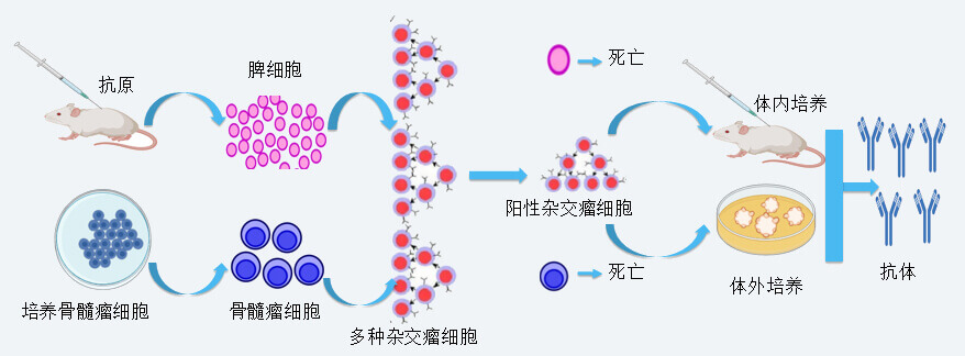 yl23455永利抗体开发手艺