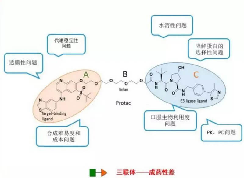 PROTAC分子量较大，，，，消融性较差.jpg