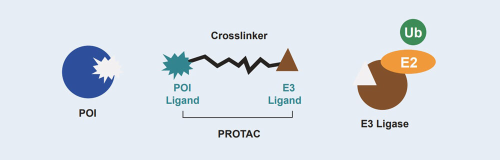 yl23455永利 PROTAC 药物发明手艺效劳平台