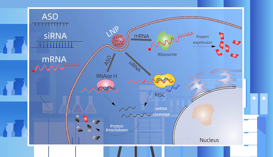 核酸药物的作用机制主要有哪些？？