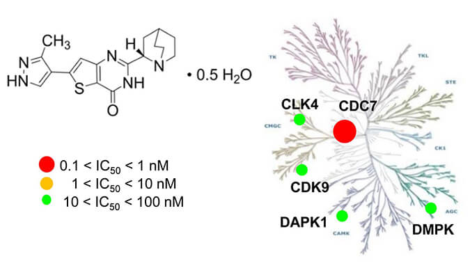 TAK-931是一种高度特异性的CDC7抑制剂，，，，，具有抗肿瘤功效，，，，，体内药效研究通过yl23455永利举行