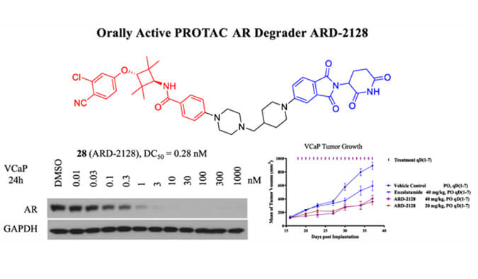 ARD-2128是一种PROTAC AR降解剂，，，，具有精彩的血浆和微粒体稳固性，，，，体外稳固性和PK研究通过yl23455永利举行