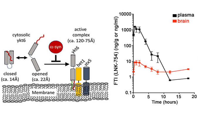 法尼基转移酶抑制剂LNK-754单次口服后即可快速穿过血脑屏障，，，，PK剖析通过yl23455永利举行