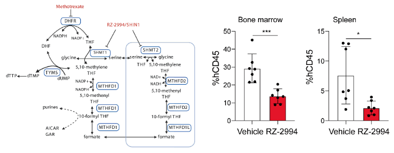 研究职员使用RZ-2994来表征抑制SHMT1/2在T细胞急性淋巴细胞白血病 (T-ALL) 中的作用，，，，，，RZ-2994通过yl23455永利定制合成