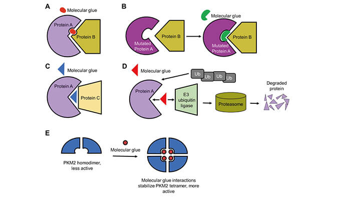 靶向卵白降解系列（三）：分子胶，，，，，，挑战不可成药