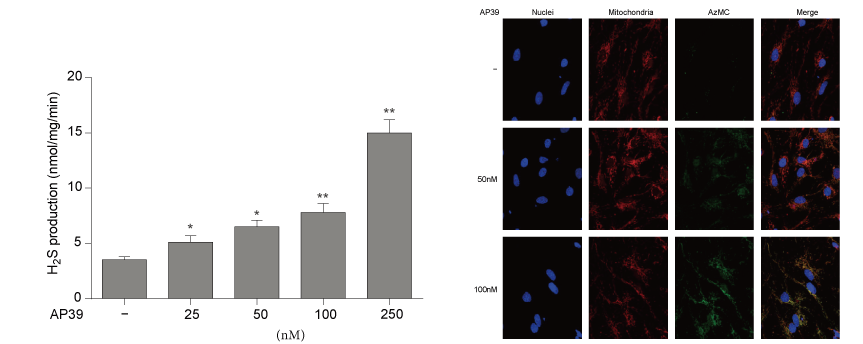 AP39是一种新合成的线粒体靶向的H2S供体，，，本研究中AP39通过yl23455永利设计和合成