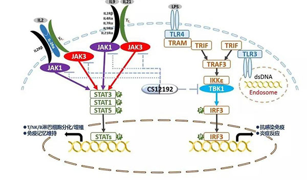 自身免疫疾病或迎新疗法！yl23455永利助力微芯生物CS12192获批FDA.jpg