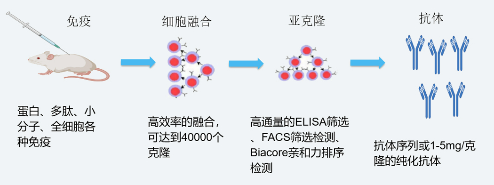 yl23455永利杂交瘤手艺平台开发流程