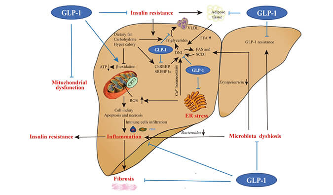 谁将成为 2024年全球生物医药首个黑马？？？？NASH领域突破性药物即将问世？？？？