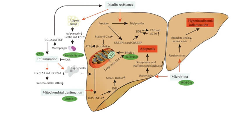 全球规模内，，，，，已经有几个热门靶点对应的立异药物对NASH展现了极高的治疗潜力.jpg