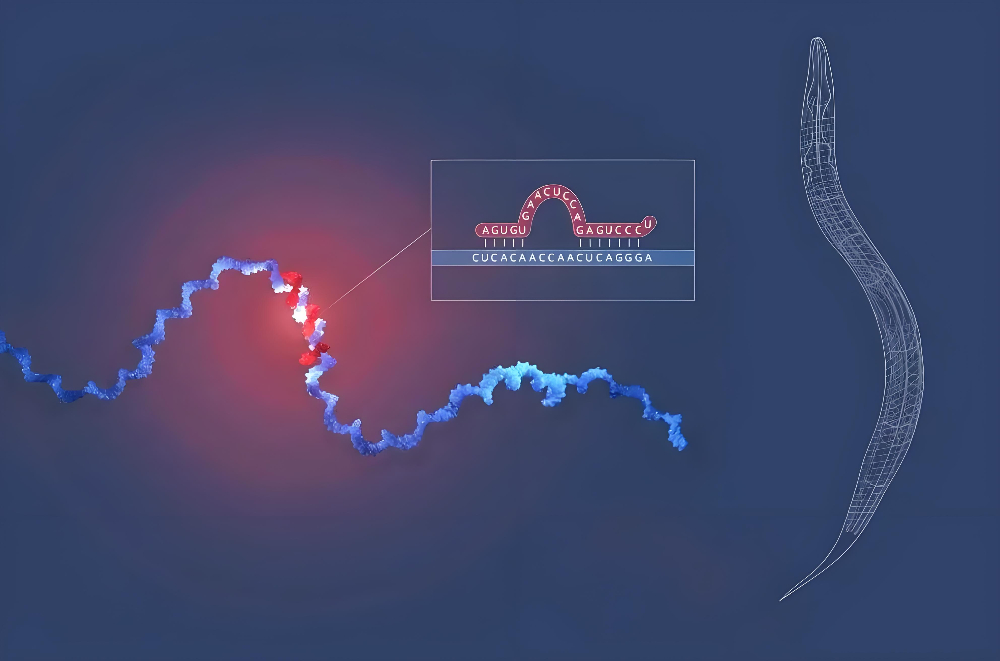 miRNA成诺贝尔奖明星分子，，，，yl23455永利正全速赋能核酸药物研发