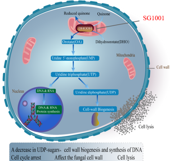 yl23455永利祝贺祥根生物立异药SG1001完成首例受试者给药
