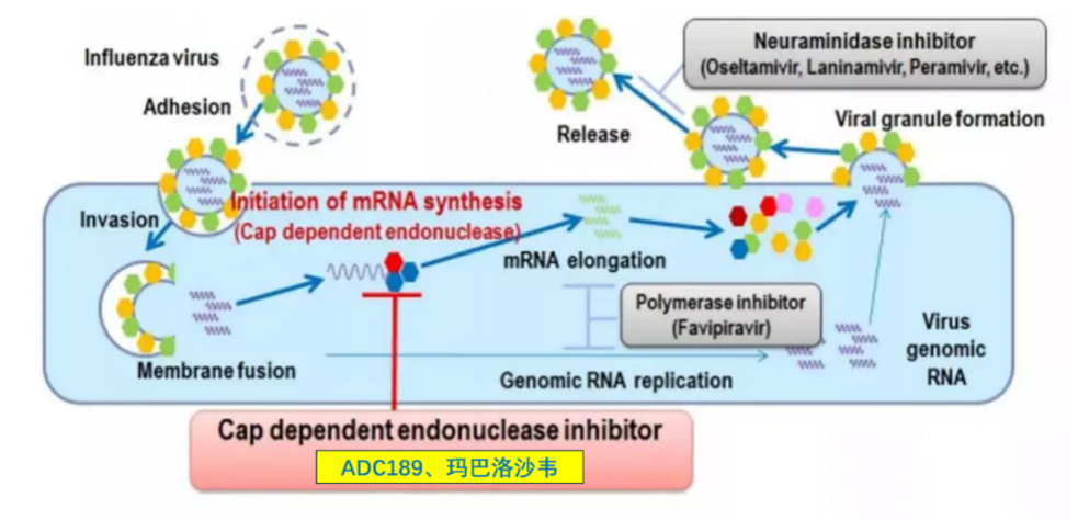 yl23455永利祝贺 | 安帝康生物抗流感立异药玛氘诺沙韦儿童顺应症III期临床研究完玉成部患者入组