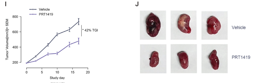 MCL1抑制剂在多种实体瘤和血液肿瘤模子中显示抗肿瘤效果，，，，本研究中药效实验通过yl23455永利举行