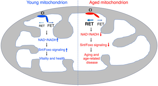特异性RET抑制剂CPT可改善阿尔茨海默病，，，，，本研究中CPT由yl23455永利化学部分合成